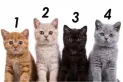 Test viral: el gato que elijas revelará detalles ocultos de tu personalidad