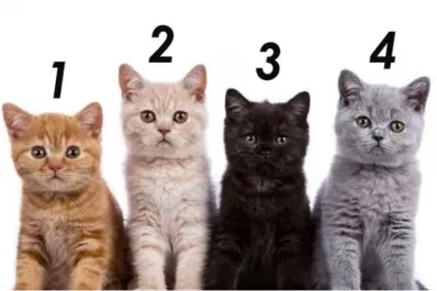 Test viral: el gato que elijas revelará detalles ocultos de tu personalidad