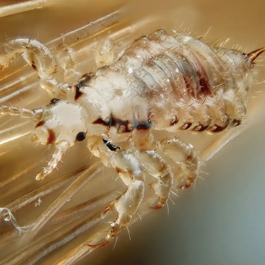 Vuelta a clases: ¿cómo evitar los piojos en los niños?