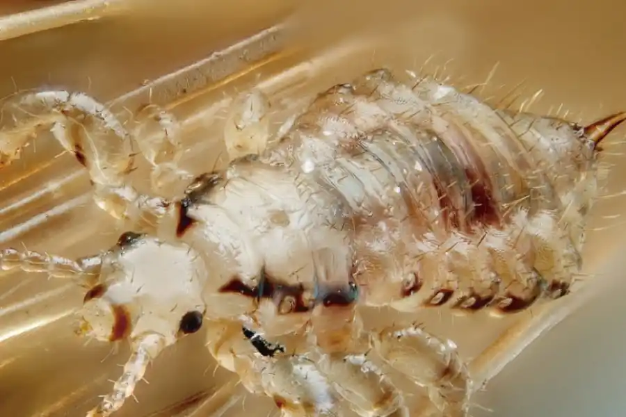 Vuelta a clases: ¿cómo evitar los piojos en los niños?