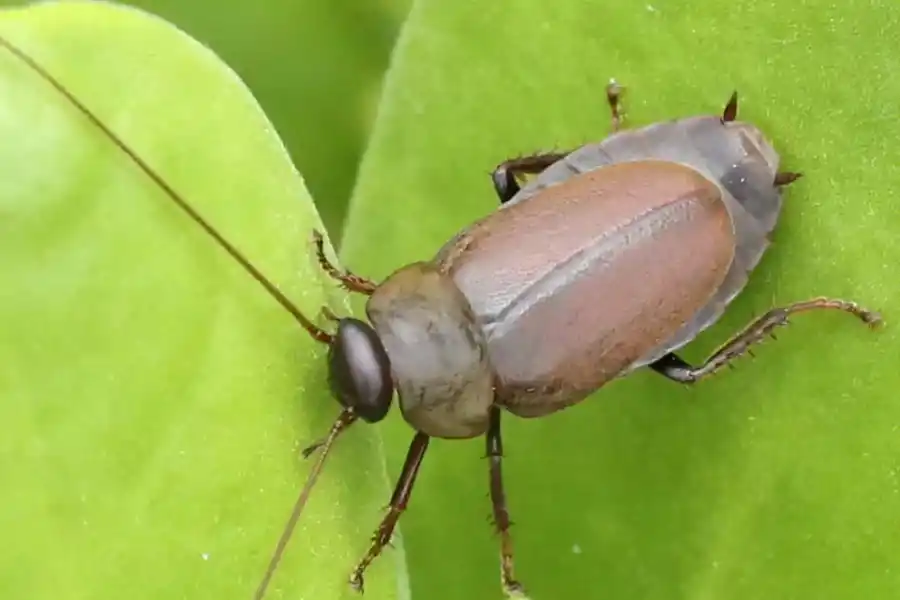 DIPLOCTERA PUNCTATA. La especie encargada de producir este lácteo.