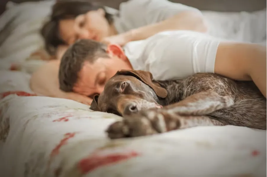 UNA ACTIVIDAD NO TAN RECOMENDABLE. Dormir con tu mascota puede representar riesgos para tu salud.