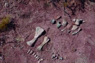 Hallan lo que pudo ser una “guardería” de dinosaurios bebés