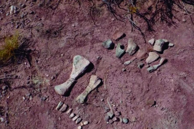 Hallan lo que pudo ser una “guardería” de dinosaurios bebés