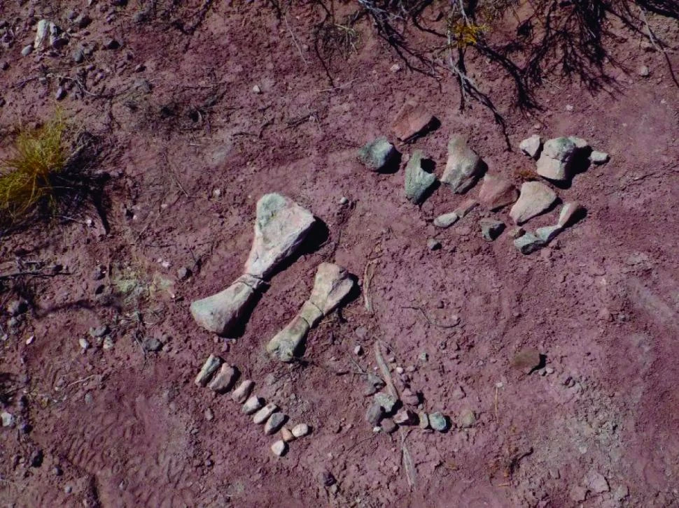PEQUEÑOS. Los huesos de titanosaurios de entre 10 meses y un año de vida. Foto de Leonardo Filippi