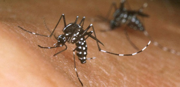 Por qué hay que tener mucho cuidado este año con el dengue