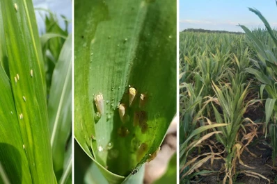 Alerta por el achaparramiento del maíz