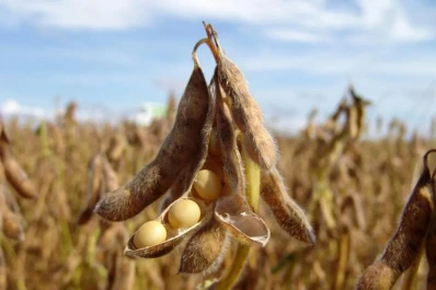 La ola de calor causó una fuerte caída del rinde de la soja