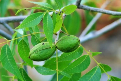 La Eeaoc hizo cartas fenológicas de la región para productores tucumanos y del NOA de nuez pecán
