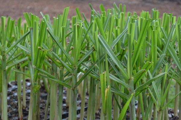 Avalan ensayos a campo de una variedad de caña de la Eeaoc