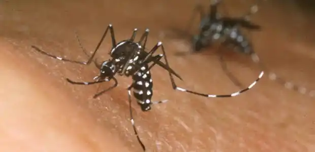 Por qué hay que tener mucho cuidado este año con el dengue