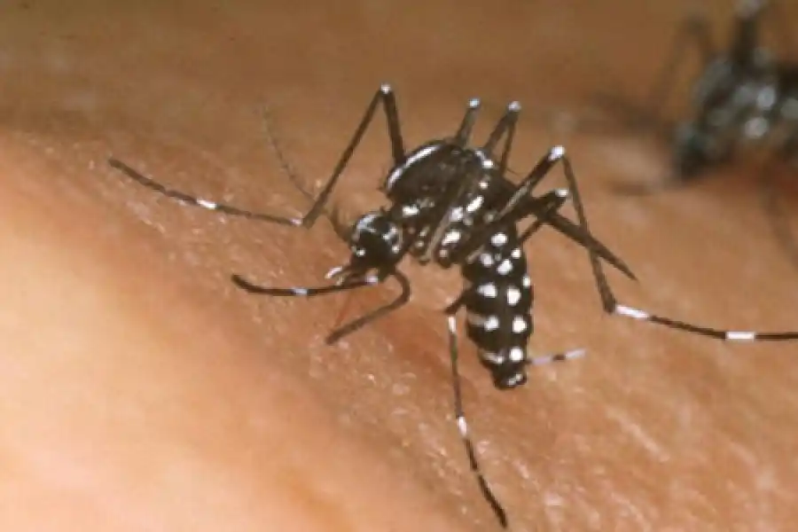 Por qué hay que tener mucho cuidado este año con el dengue