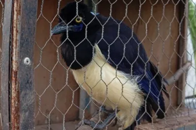 Liberaron a 70 aves que se comercializaban por redes sociales