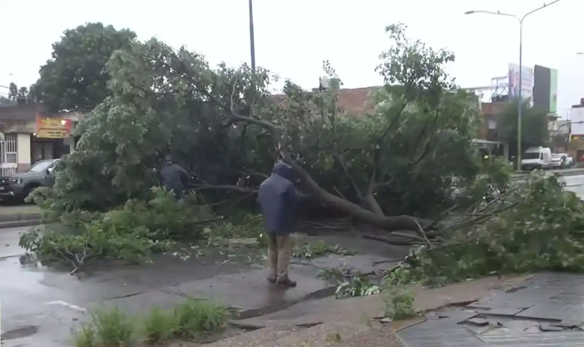IMÁGENES FRECUENTES. Un árbol de gran porte cayó en avenida Alem.
