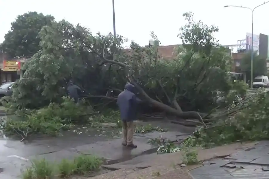 IMÁGENES FRECUENTES. Un árbol de gran porte cayó en avenida Alem.