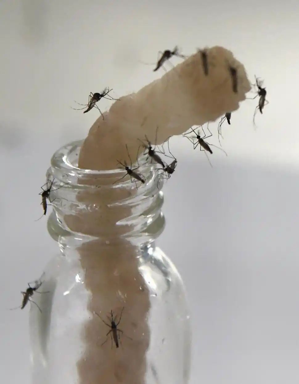 En Tucumán se alcanzaron los 4.776 casos de dengue