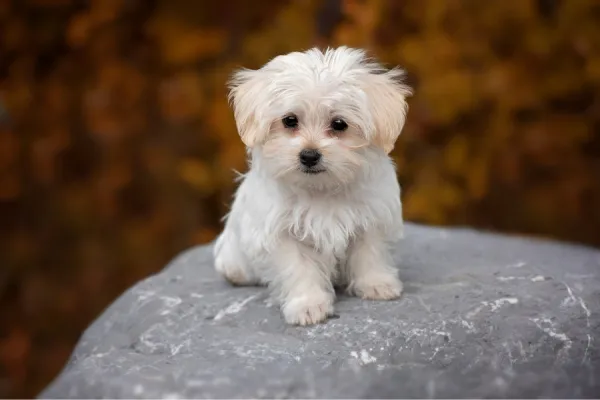 cual es el nombre de perro mas popular