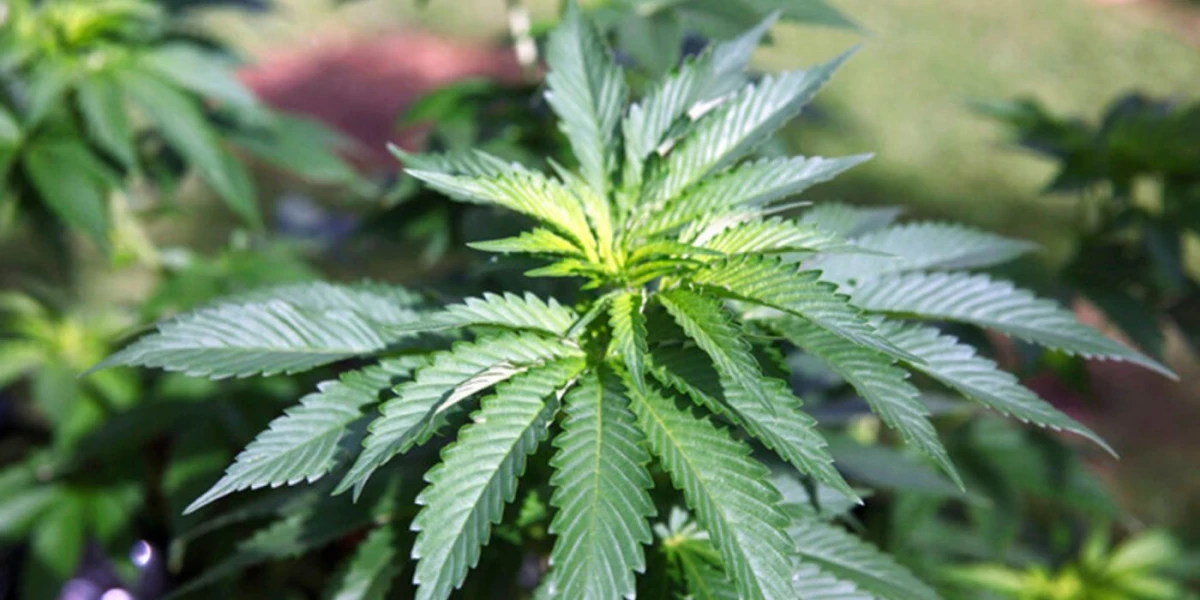 Un estudio científico demostró cuáles son las consecuencias del consumo de cannabis
