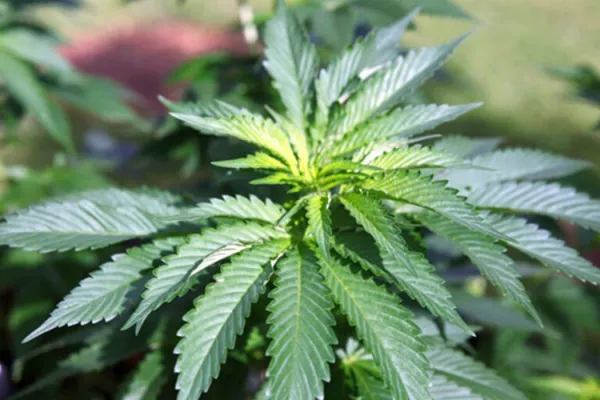 Un estudio científico demostró cuáles son las consecuencias del consumo de cannabis