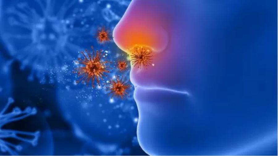 Los patógenos que ingresan por la nariz pueden desencadenar una respuesta inflamatoria en el cerebro, según la evidencia disponible.
