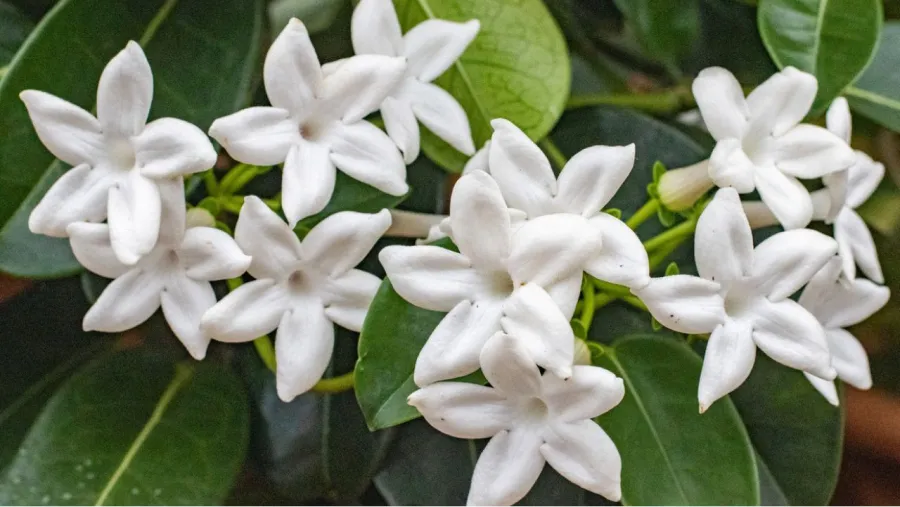 El jazmín es un aliado del buen descanso