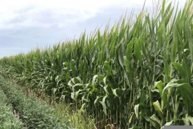 Vislumbran una situación de números en rojo para la soja y el maíz en esta campaña