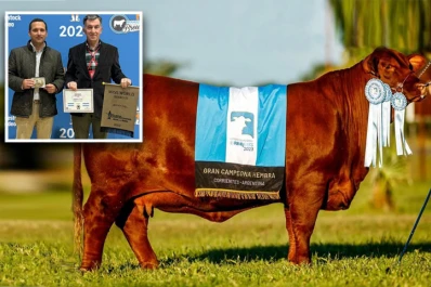 Una vaca de una cabaña tucumana fue coronada “Miss World 2023”