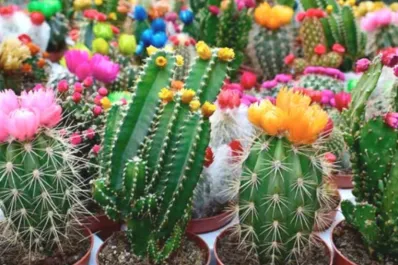 Conocé cuál es el ingrediente de cocina que hará que tu cactus estalle de flores