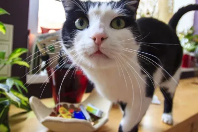 ¿Cómo evitar que tu gato trepe los muebles?