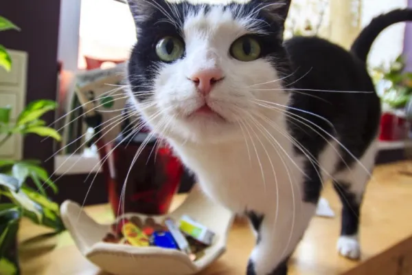 ¿Cómo evitar que tu gato trepe los muebles?
