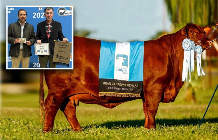 Una vaca de una cabaña tucumana fue coronada “Miss World 2023”