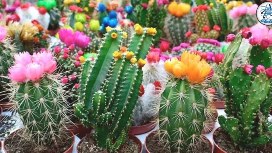 Cuál es el ingrediente de cocina que hará que tu cactus estalle de flores