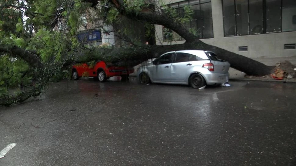 ESCENA DE LA ÚLTIMA TORMENTA. Un árbol enorme y añoso se desplomó sobre dos automóviles. Felizmente, no había nadie dentro de los autos.