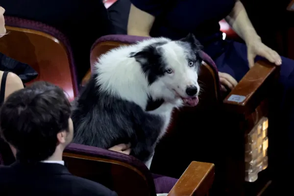 Quién es Messi, el perro que se llevó todas las miradas en los Oscar