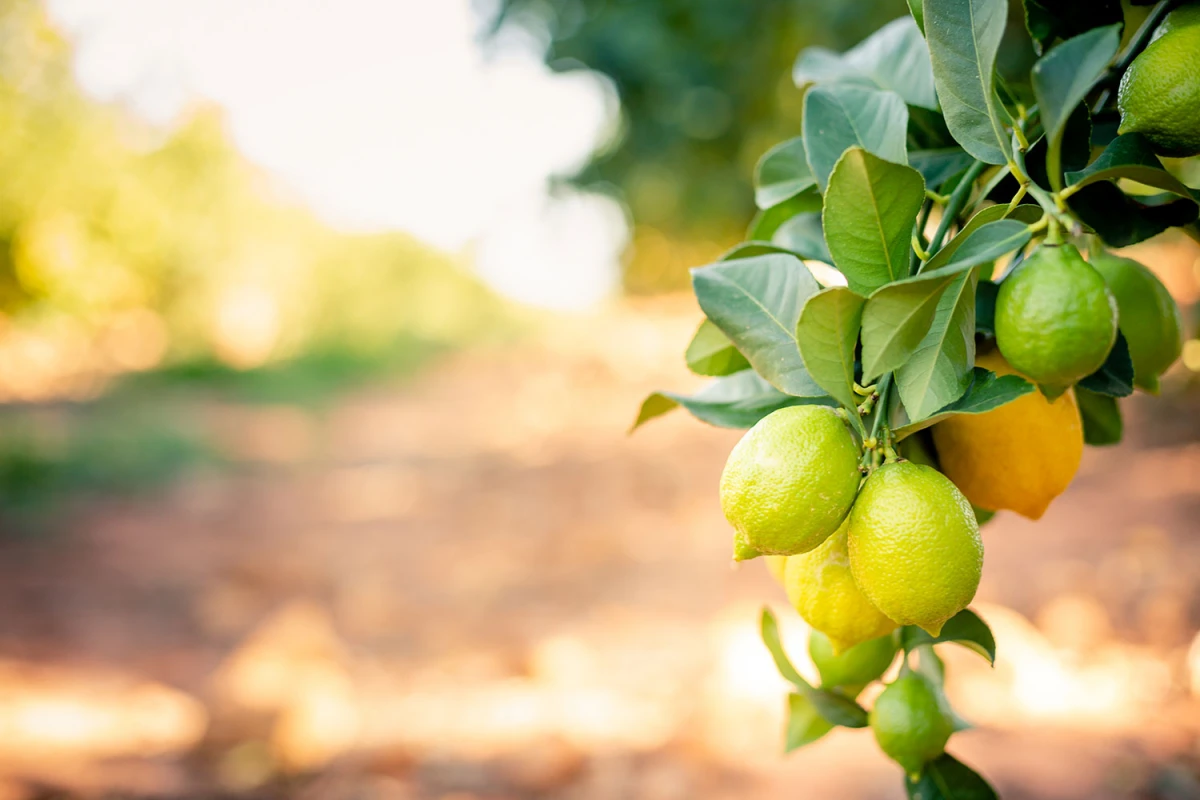 Exportación de limones