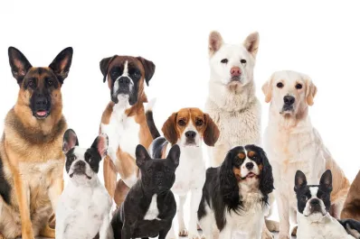 ¿Cuál es el alimento que no deberían consumir los perros?