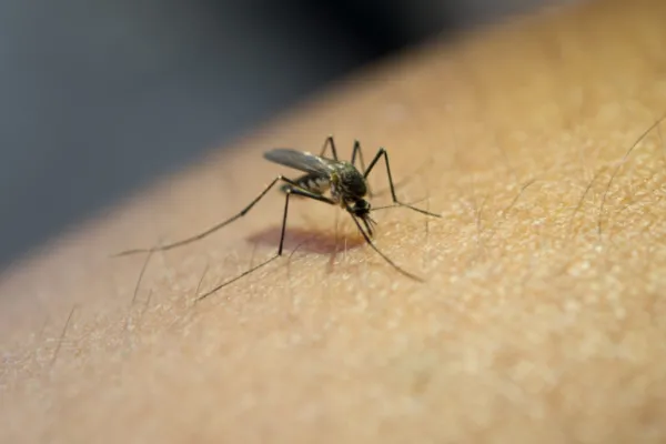Tucumán superó los 20.000 casos de dengue