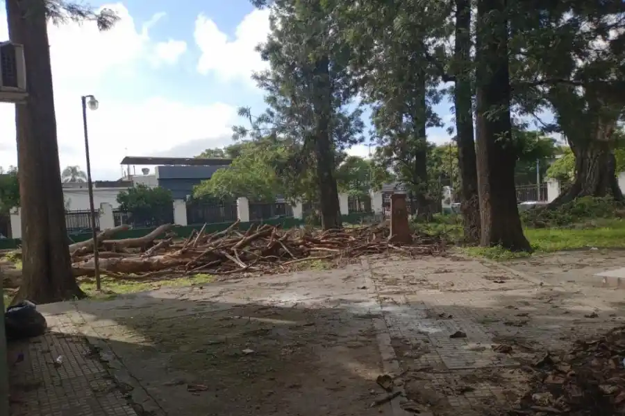 ÁRBOLES CAÍDOS. Una causa que afecta el dictado de las clases.