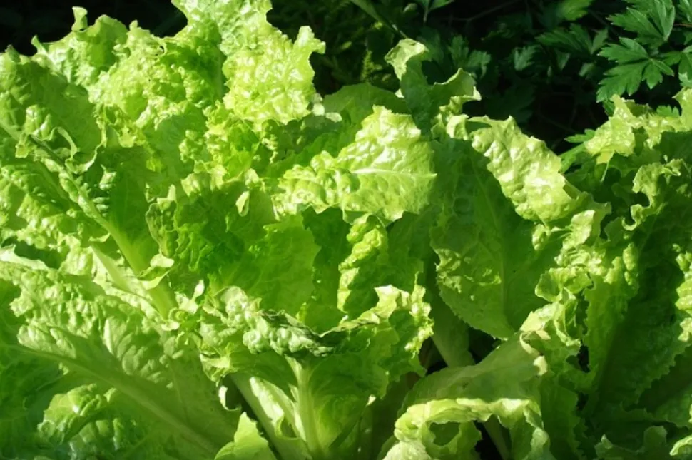 El secreto para conservar la lechuga fresca y sin bacterias