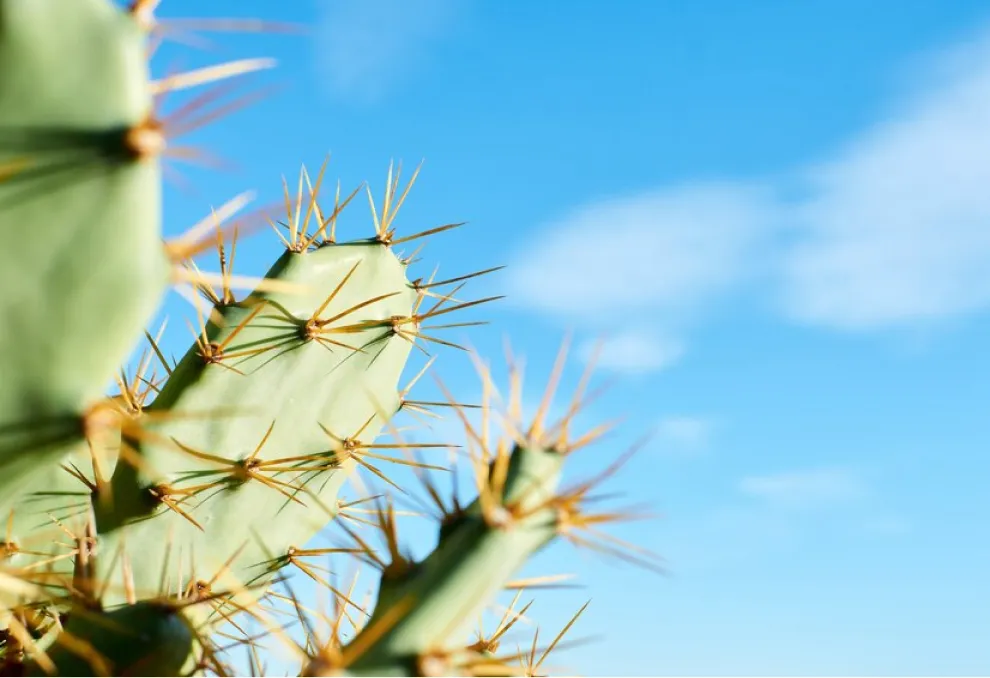 El cactus comestible: crece en todas partes y tiene excelentes propiedades para la salud