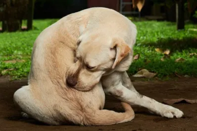 ¿Las mascotas se pueden contagiar de dengue?