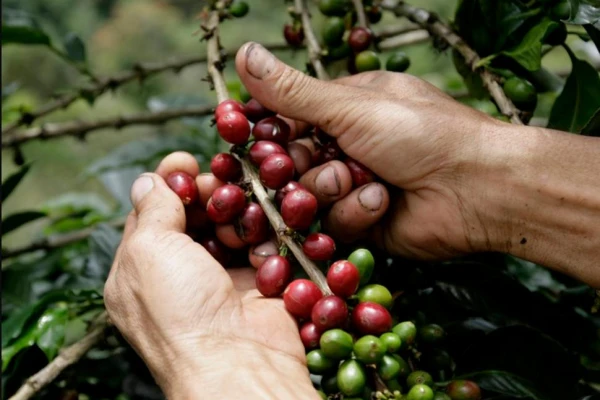 Buscando claves para producir café en Tucumán