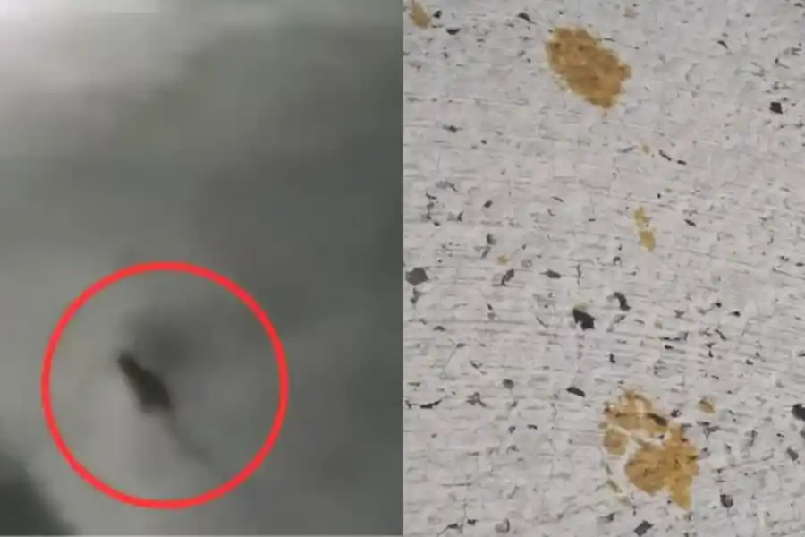 Imágenes del gato tomadas por cámaras de seguridad y huellas encontradas por un operario de la planta.