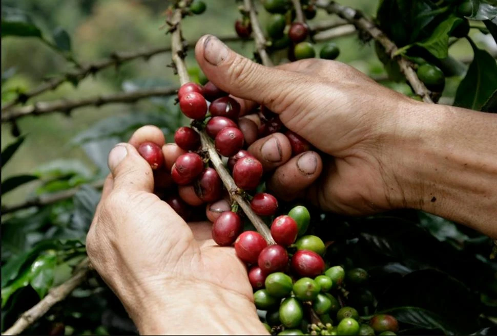 EXPECTATIVAS. Se puede producir café en el piedemonte tucumano, dice el director del Instituto de Desarrollo Productivo. 
