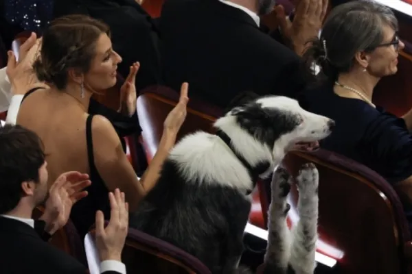 ¿Cómo filmaron a Messi, el perro estrella de Anatomía de una Caída en la ceremonia de los Oscars 2024?