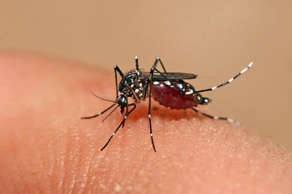 Dengue: ¿Tucumán podría incorporar la vacuna en su calendario?