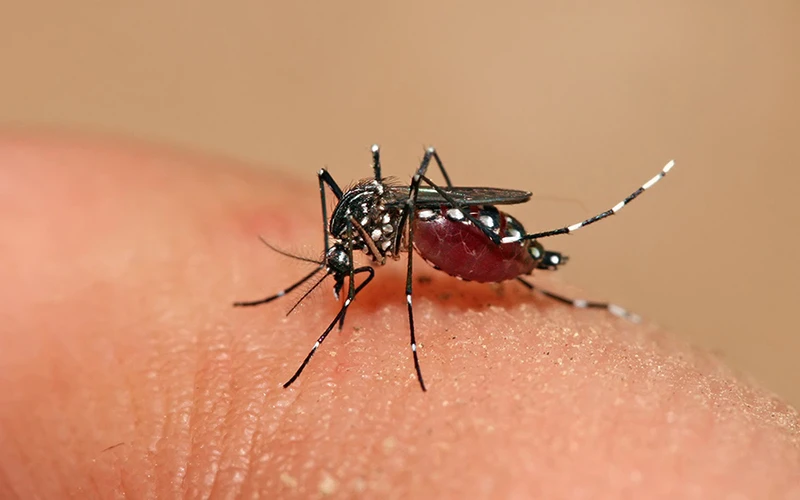 Dengue: ¿Tucumán podría incorporar la vacuna en su calendario?