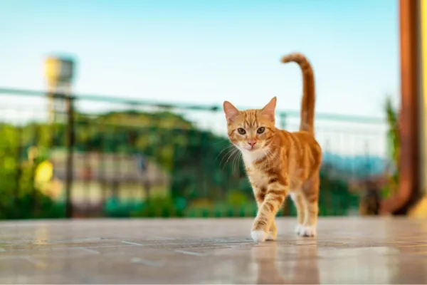 La clave para entenderlos: qué significa cada movimiento de cola de tu gato