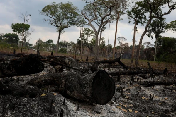 La deforestación en Amazonia, en cotas mínimas
