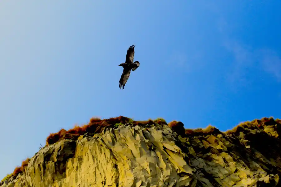 Un cuervo sobrevuela la roca basáltica.